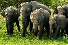 Pinnawela - Elephants' Orphelinat